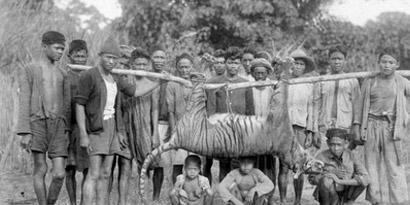 Imagem de 11 animais extintos há menos de 20 anos no site TecMundo