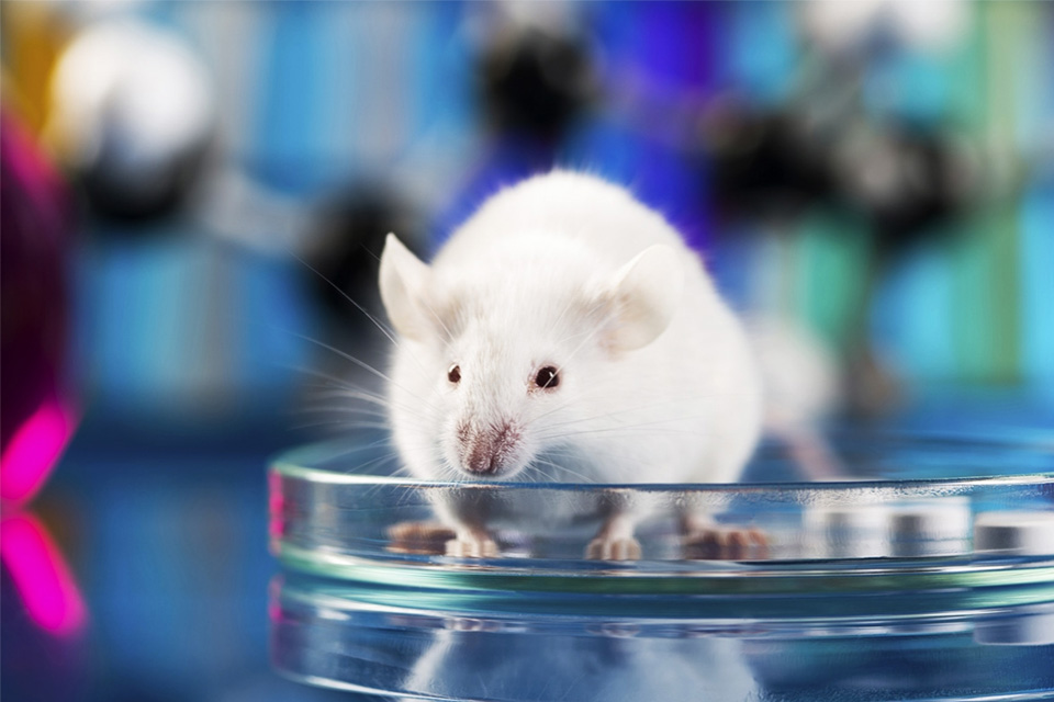 Imagem de Pela primeira vez, cientistas reduzem o tumor de um rato usando nanorrobôs no tecmundo