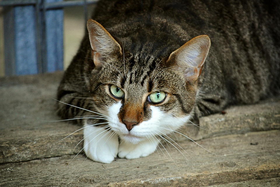Imagem de Baidu desenvolve abrigo inteligente para proteger gatos de rua do frio no tecmundo