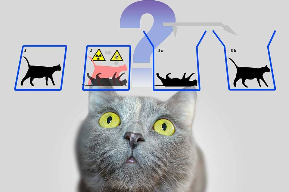 Imagem de Cientistas resolvem paradoxo do gato de Schrödinger no tecmundo